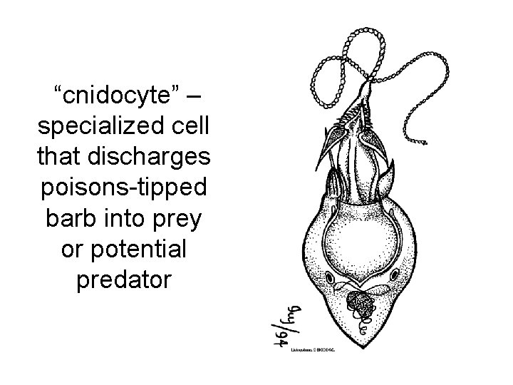 “cnidocyte” – specialized cell that discharges poisons-tipped barb into prey or potential predator 