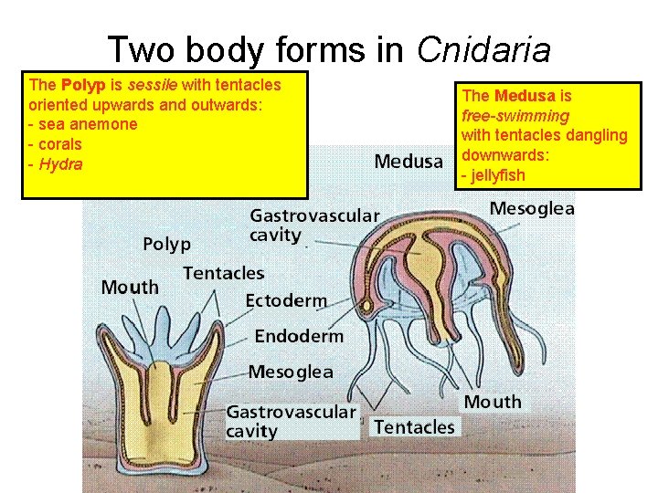 Two body forms in Cnidaria The Polyp is sessile with tentacles oriented upwards and