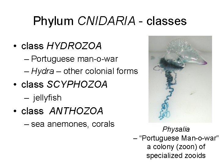 Phylum CNIDARIA - classes • class HYDROZOA – Portuguese man-o-war – Hydra – other