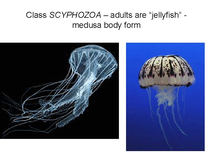 Class SCYPHOZOA – adults are “jellyfish” medusa body form 