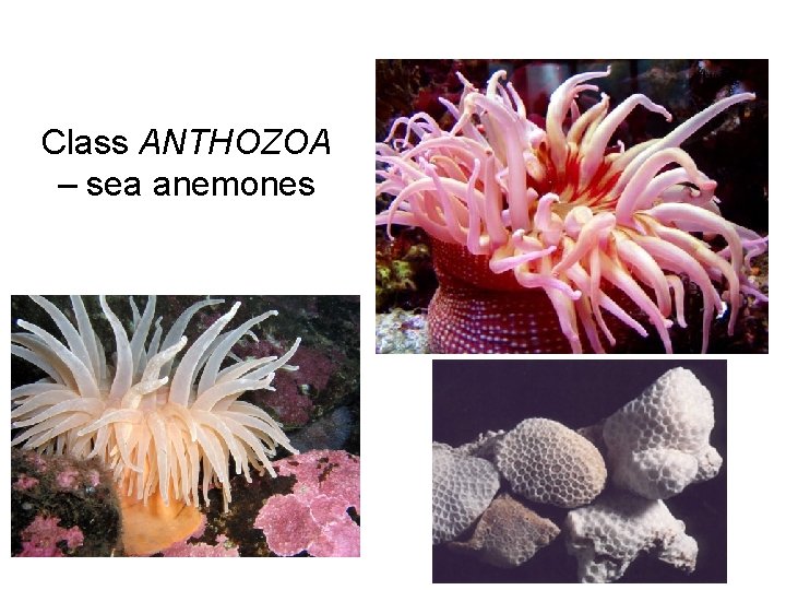 Class ANTHOZOA – sea anemones 