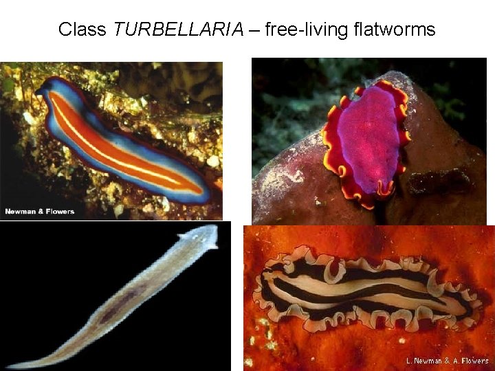 Class TURBELLARIA – free-living flatworms 