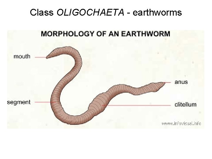 Class OLIGOCHAETA - earthworms 