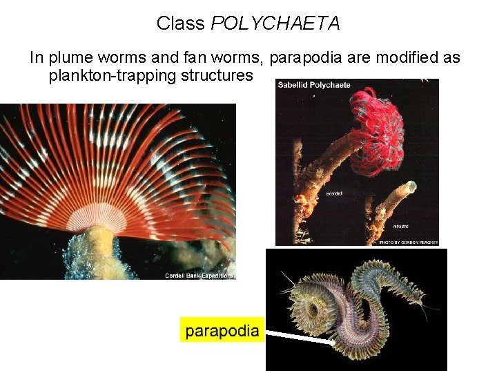 Class POLYCHAETA In plume worms and fan worms, parapodia are modified as plankton-trapping structures