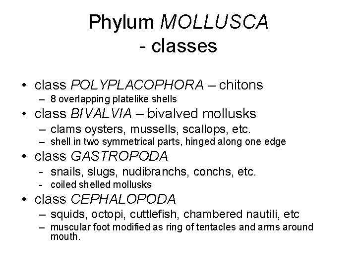 Phylum MOLLUSCA - classes • class POLYPLACOPHORA – chitons – 8 overlapping platelike shells