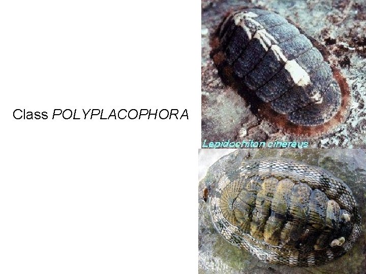 Class POLYPLACOPHORA 