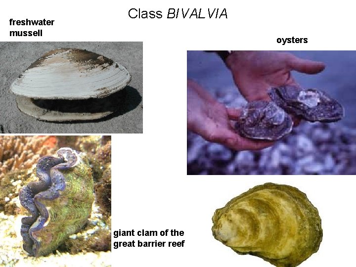 freshwater mussell Class BIVALVIA oysters giant clam of the great barrier reef 