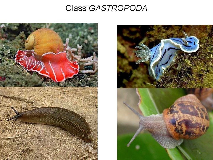 Class GASTROPODA 