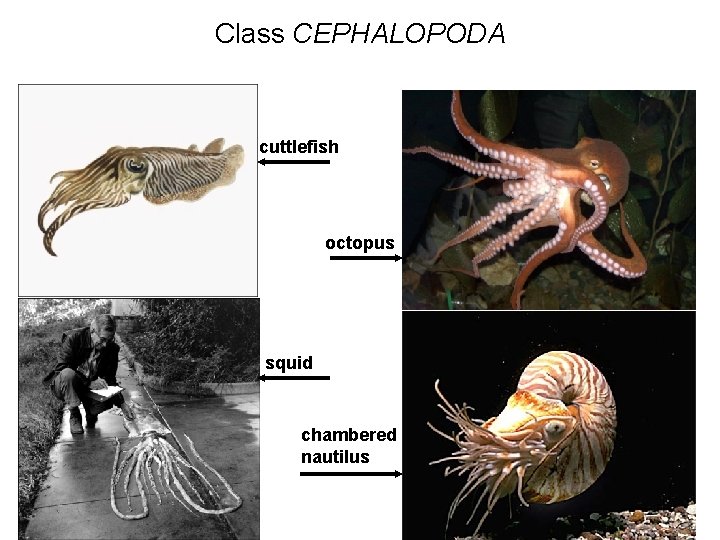 Class CEPHALOPODA cuttlefish octopus squid chambered nautilus 