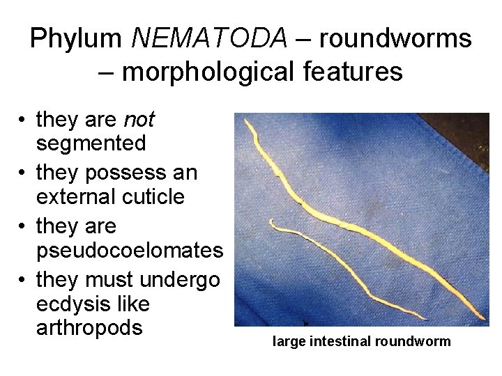 Phylum NEMATODA – roundworms – morphological features • they are not segmented • they