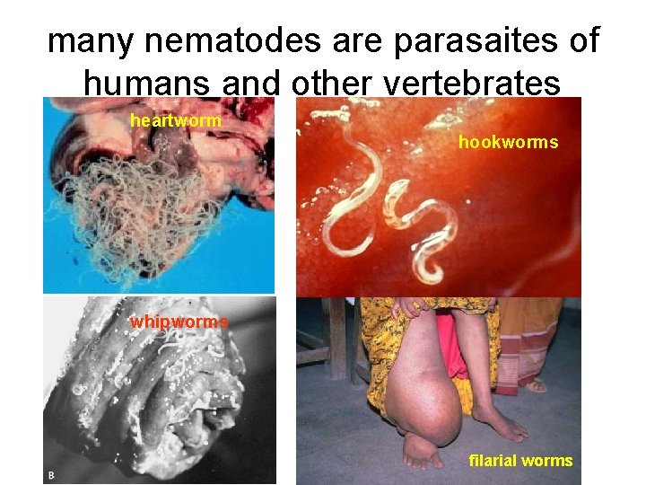 many nematodes are parasaites of humans and other vertebrates heartworm hookworms whipworms filarial worms