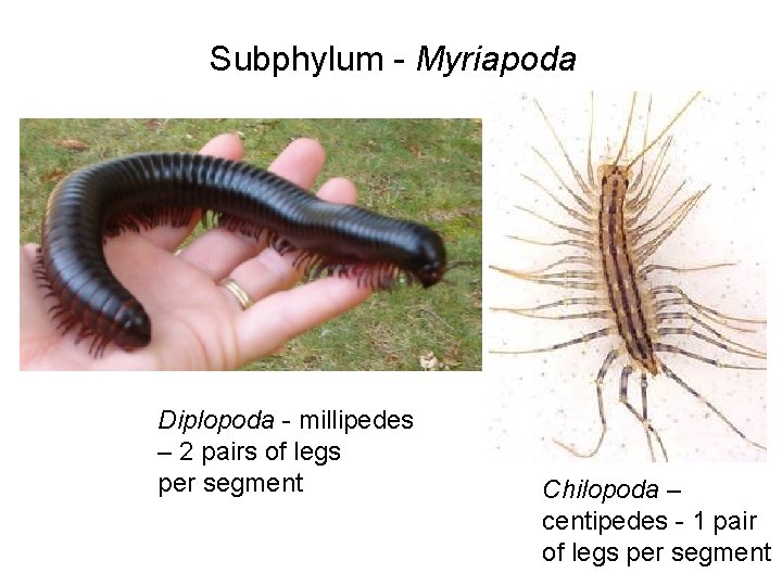 Subphylum - Myriapoda Diplopoda - millipedes – 2 pairs of legs per segment Chilopoda