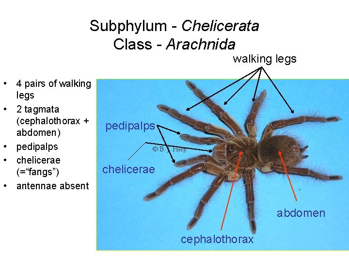 Subphylum - Chelicerata Class - Arachnida walking legs • 4 pairs of walking legs