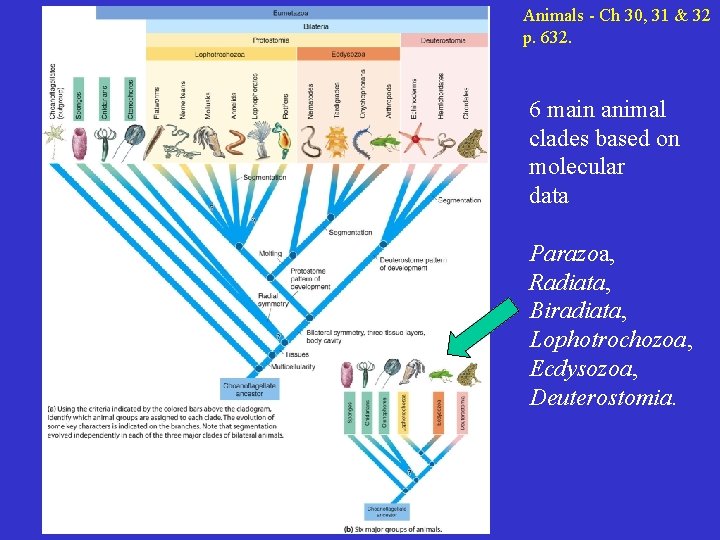 Animals - Ch 30, 31 & 32 p. 632. 6 main animal clades based