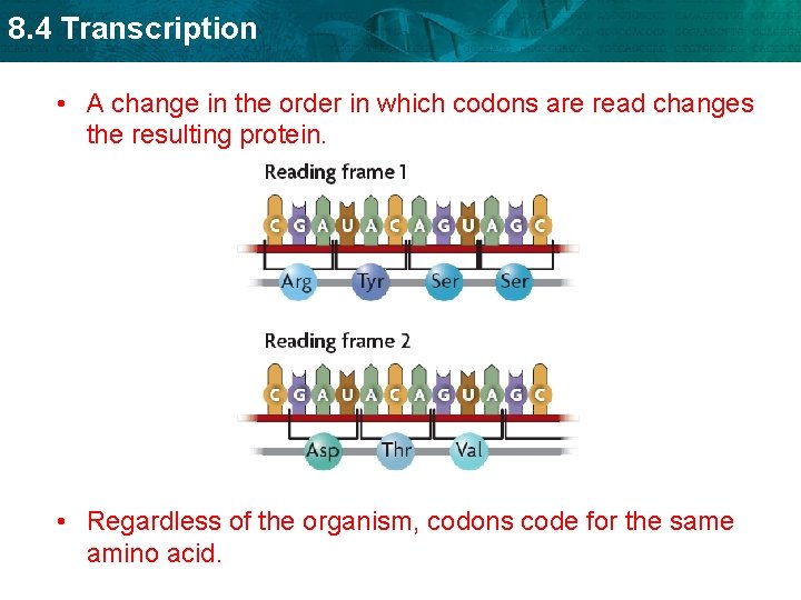 8. 4 Transcription • A change in the order in which codons are read