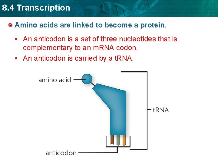 8. 4 Transcription Amino acids are linked to become a protein. • An anticodon