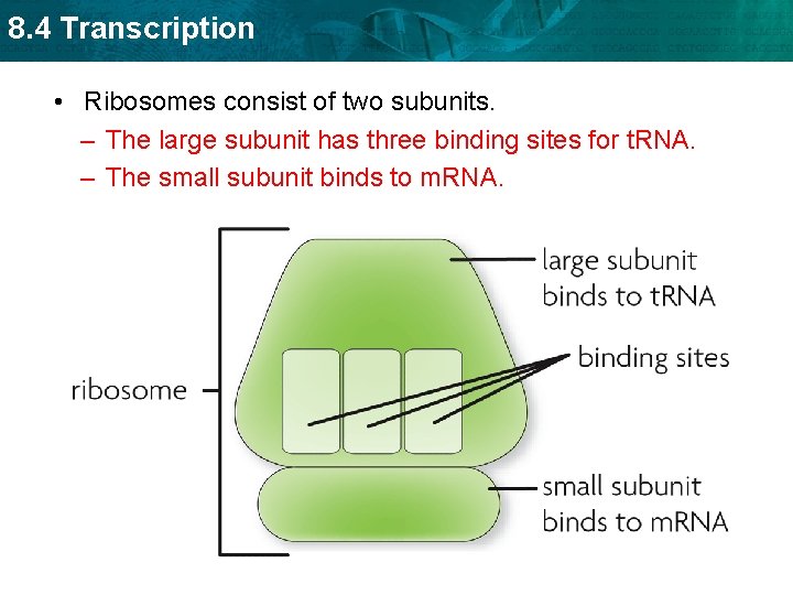 8. 4 Transcription • Ribosomes consist of two subunits. – The large subunit has