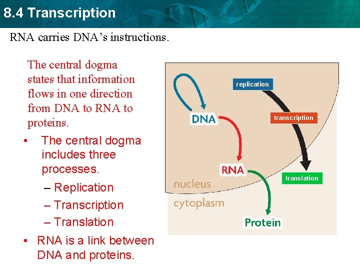 8. 4 Transcription RNA carries DNA’s instructions. The central dogma states that information flows