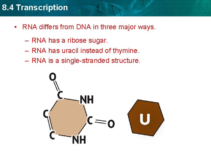 8. 4 Transcription • RNA differs from DNA in three major ways. – RNA