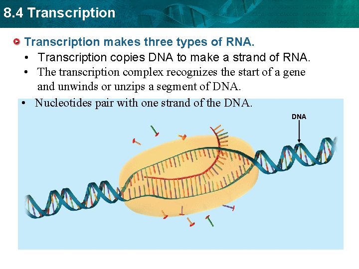 8. 4 Transcription makes three types of RNA. • Transcription copies DNA to make