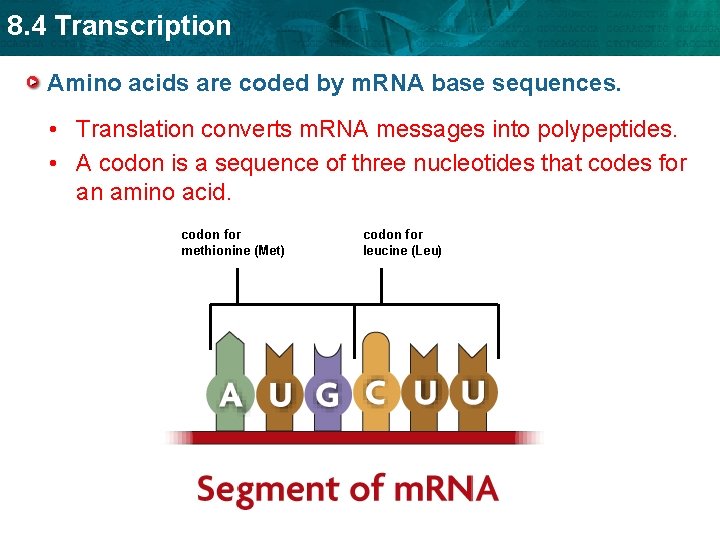 8. 4 Transcription Amino acids are coded by m. RNA base sequences. • Translation