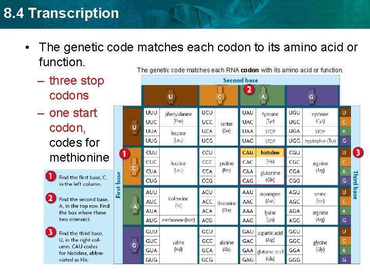 8. 4 Transcription • The genetic code matches each codon to its amino acid