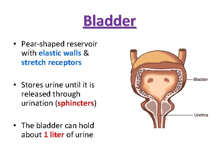 Bladder • Pear-shaped reservoir with elastic walls & stretch receptors • Stores urine until