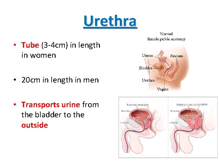 Urethra • Tube (3 -4 cm) in length in women • 20 cm in