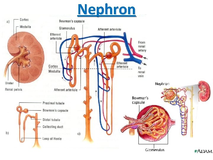 Nephron 