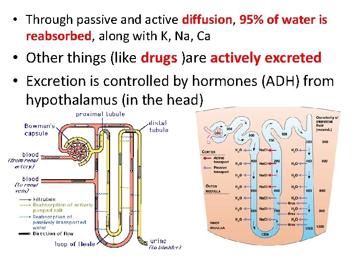  • Through passive and active diffusion, 95% of water is reabsorbed, along with