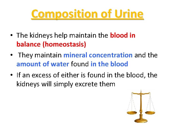 Composition of Urine • The kidneys help maintain the blood in balance (homeostasis) •