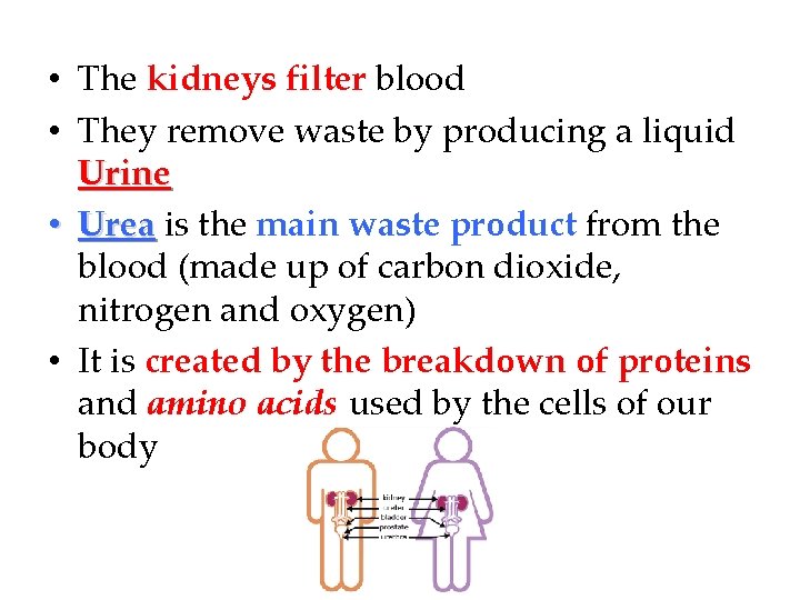  • The kidneys filter blood • They remove waste by producing a liquid