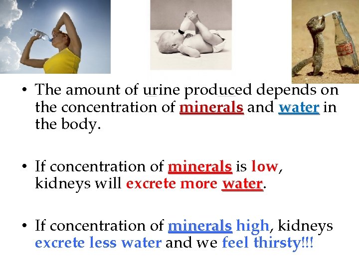  • The amount of urine produced depends on the concentration of minerals and