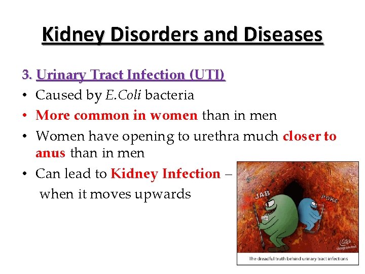 Kidney Disorders and Diseases 3. Urinary Tract Infection (UTI) • Caused by E. Coli