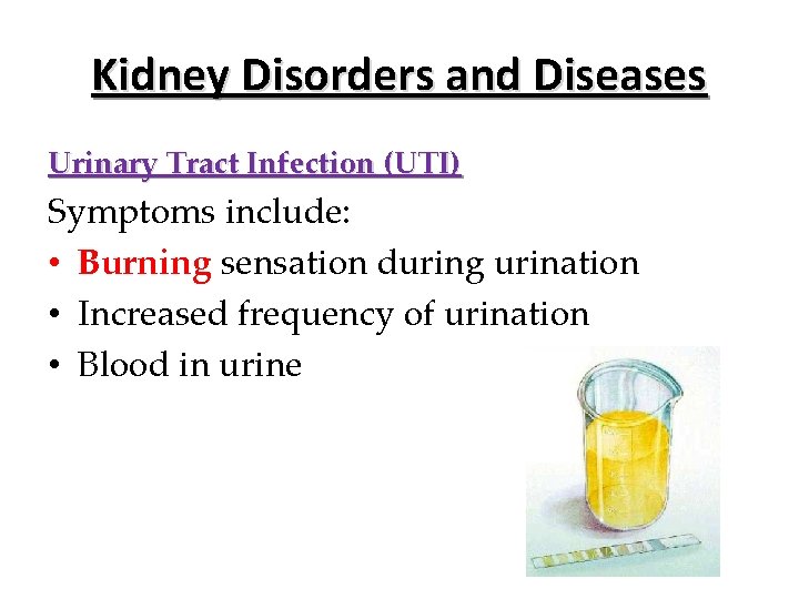 Kidney Disorders and Diseases Urinary Tract Infection (UTI) Symptoms include: • Burning sensation during