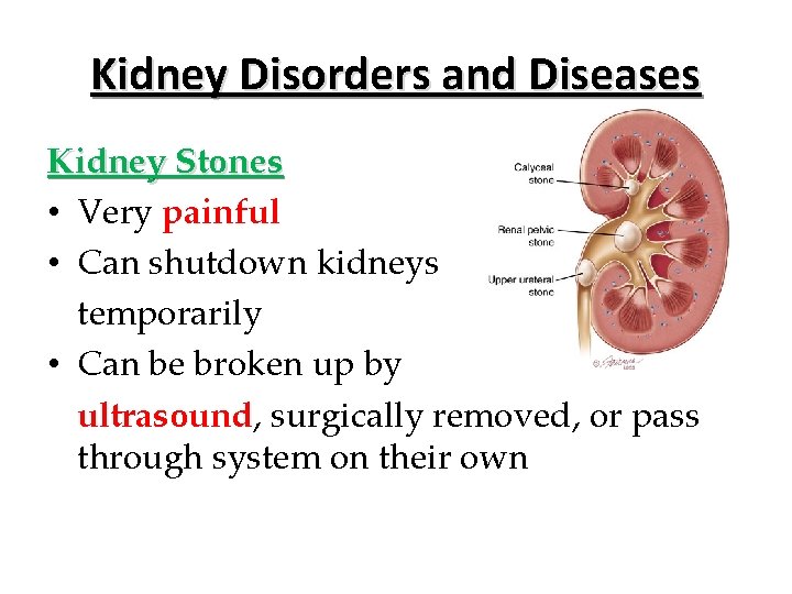 Kidney Disorders and Diseases Kidney Stones • Very painful • Can shutdown kidneys temporarily