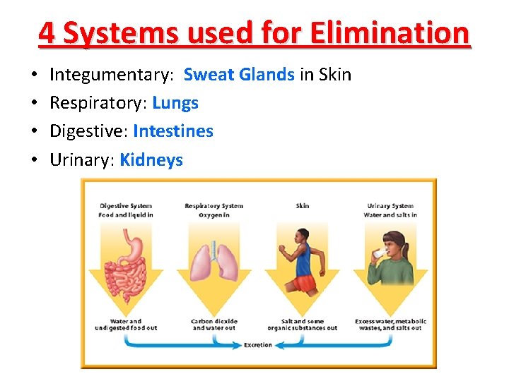 4 Systems used for Elimination • • Integumentary: Sweat Glands in Skin Respiratory: Lungs