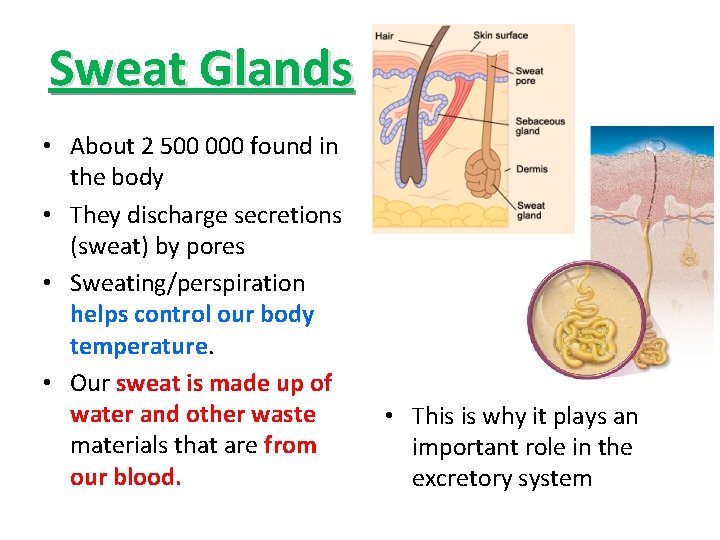 Sweat Glands • About 2 500 000 found in the body • They discharge