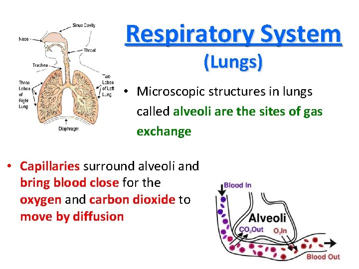 Respiratory System (Lungs) • Microscopic structures in lungs called alveoli are the sites of
