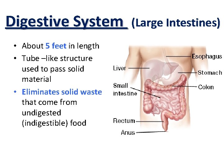 Digestive System • About 5 feet in length • Tube –like structure used to