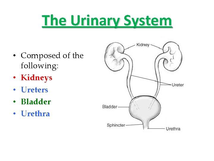 The Urinary System • Composed of the following: • Kidneys • Ureters • Bladder