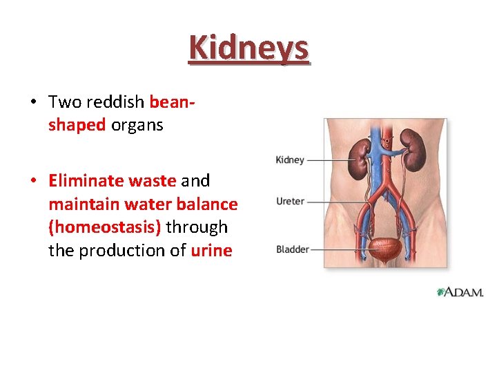 Kidneys • Two reddish beanshaped organs • Eliminate waste and maintain water balance (homeostasis)
