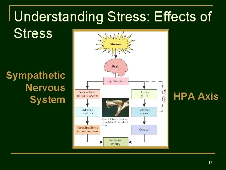 Understanding Stress: Effects of Stress Sympathetic Nervous System HPA Axis 18 