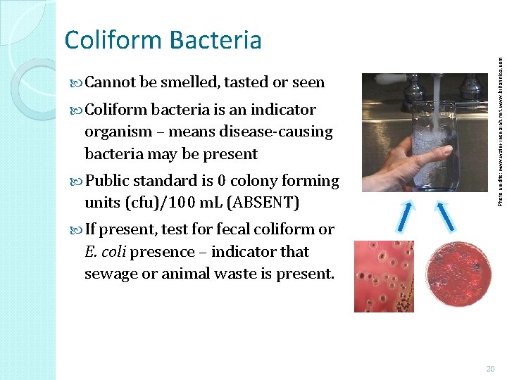 Photo credits: www. water-research. net, www. britannica. com Coliform Bacteria Cannot be smelled, tasted