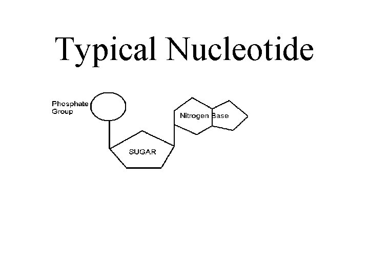 Typical Nucleotide 