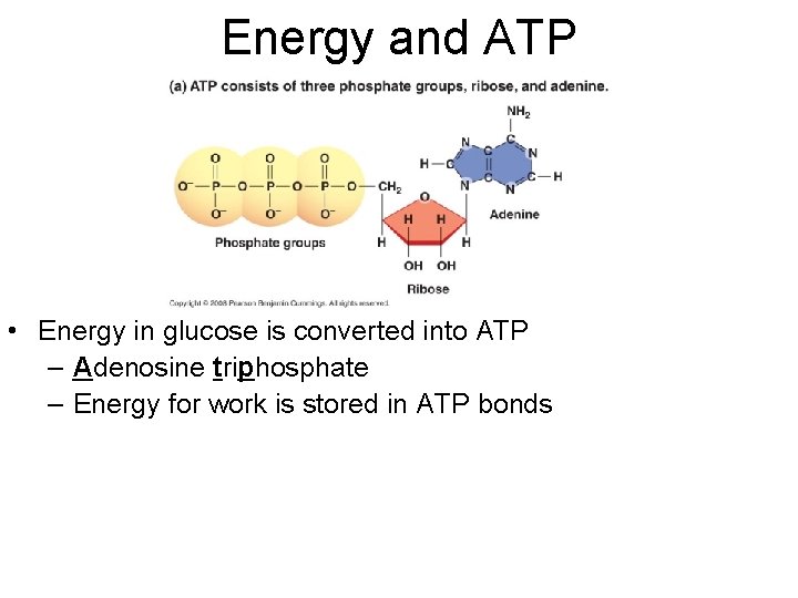 Energy and ATP • Energy in glucose is converted into ATP – Adenosine triphosphate