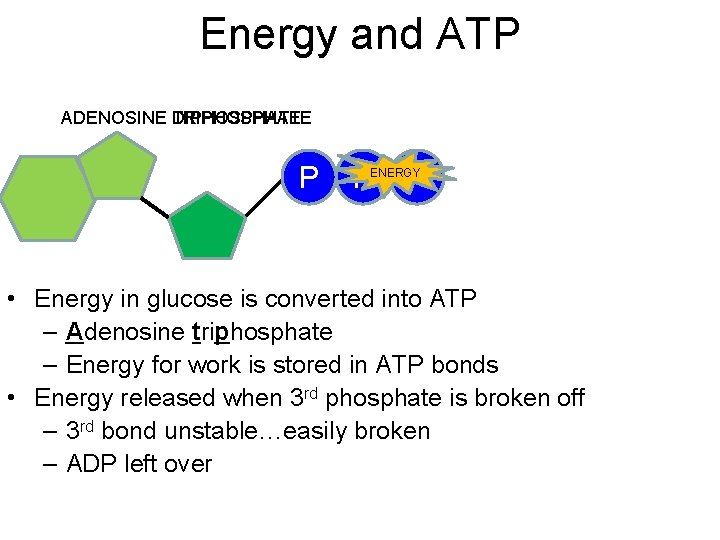 Energy and ATP ADENOSINE DIPHOSPHATE TRIPHOSPHATE P P P ENERGY • Energy in glucose