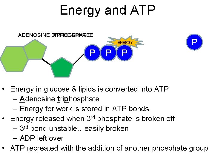 Energy and ATP ADENOSINE DIPHOSPHATE TRIPHOSPHATE ENERGY P P • Energy in glucose &
