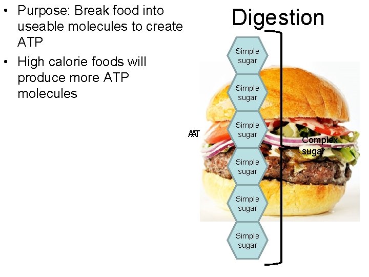  • Purpose: Break food into useable molecules to create ATP • High calorie