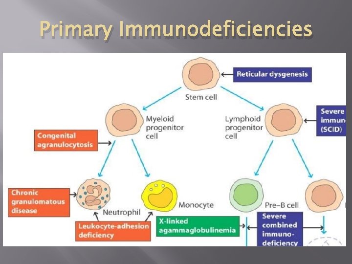 Primary Immunodeficiencies 